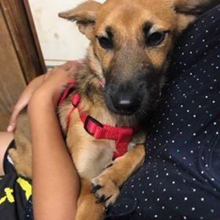 シェパMIX？お耳ダンボの宮古島犬♡