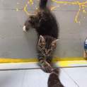 キジトラちび猫ちゃん