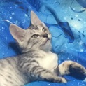 二ヶ月半くらいの可愛い子猫い