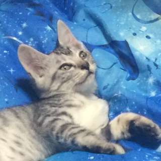二ヶ月半くらいの可愛い子猫い