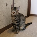 可愛いやんちゃくん　キジの男の子