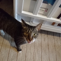 バロン