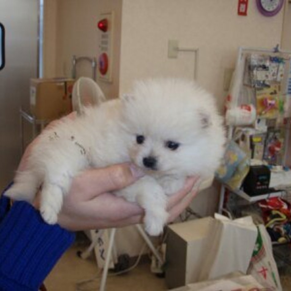 ちび太のカバー写真