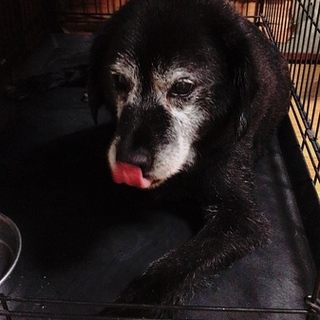 助けて下さい。お願いします。