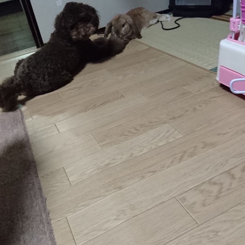 アルトのカバー写真
