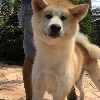 秋田犬の赤毛 メス