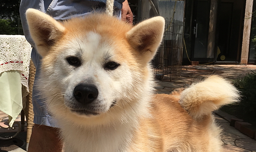 秋田犬の赤毛メス 1歳1ヵ月 群馬県 犬の里親募集 ペットのおうち 月間利用者150万人