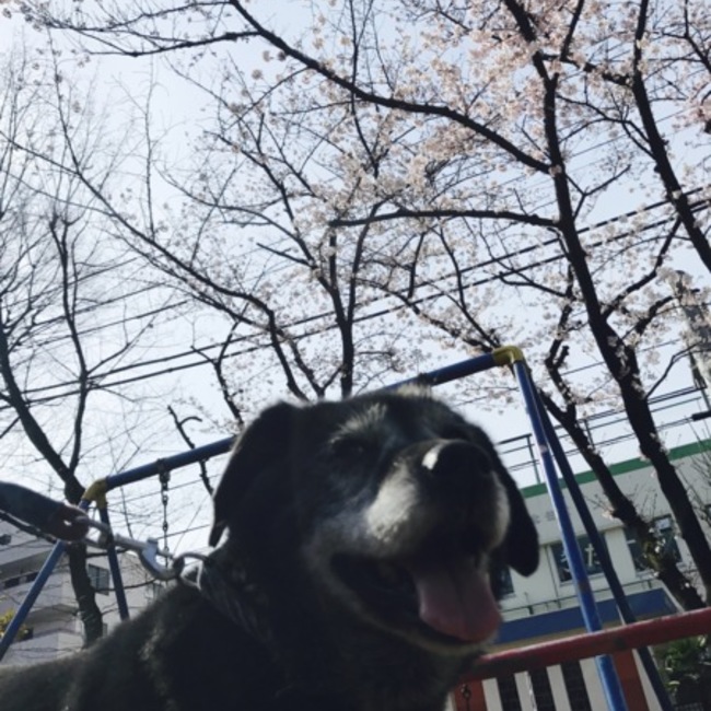 ご近所のお姫様のカバー写真