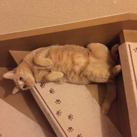 レン