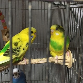 素敵な里親様が決まりました。ありがとうございました