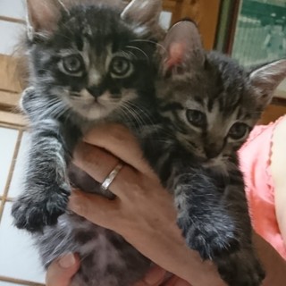 可愛い仲良し兄弟の里親様を探してます