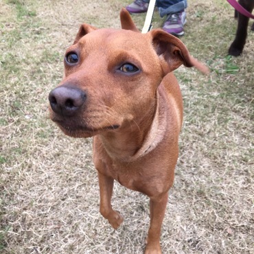 颯（はやて)の写真