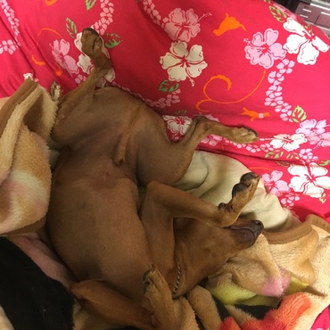 颯（はやて)の写真