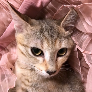 麦わら姉妹＊きれいな大きな目で見つめます。ドキっ！