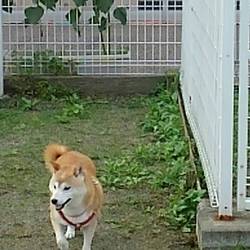 老犬？葵　ドッグラン　デビュー(^^)/