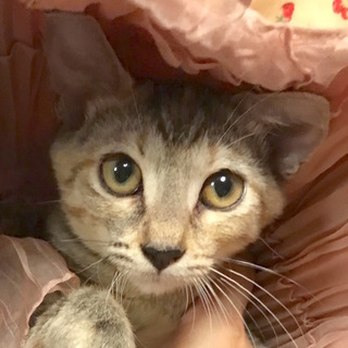 麦わら姉妹＊ウルトラ元気な女子〜楽しいですよ。