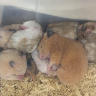 キンクマハムスター