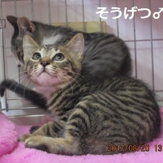 おっとりなキジトラ男子：そうげつくん