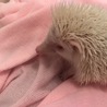 ハリネズミ里親募集、ゲージとかもお渡しします サムネイル2