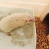 ハリネズミ里親募集、ゲージとかもお渡しします サムネイル4