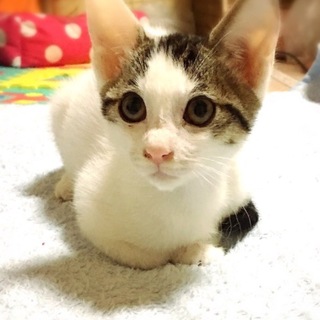 仲良し兄弟☆オレンジ&クローバー