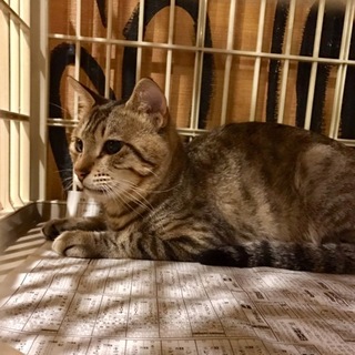 ベタベタ甘えっ子メンズ