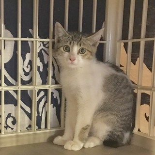 整った美人さん