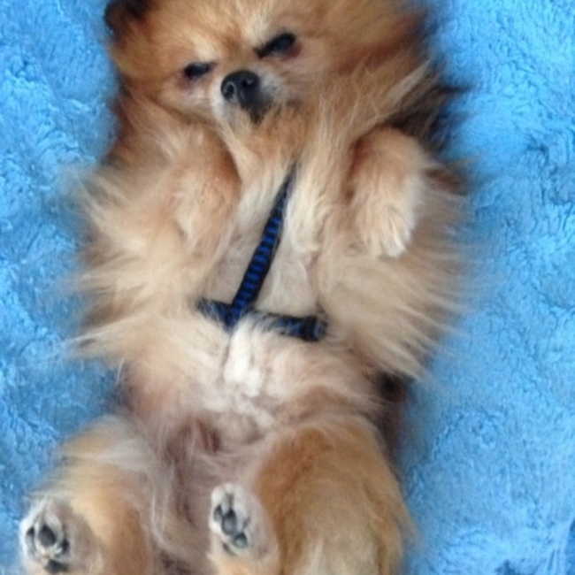 及川ちび太のカバー写真