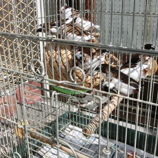 完了：十姉妹さん、１１羽をお譲りします。（籠付）