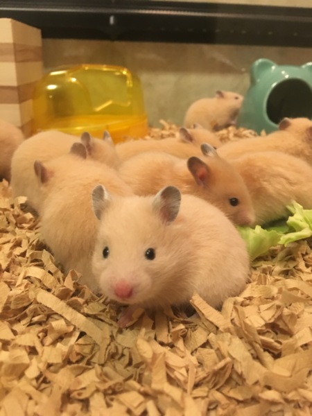 7月23日生まれキンクマ 北海道 小動物の里親募集 ペットのおうち 月間利用者150万人