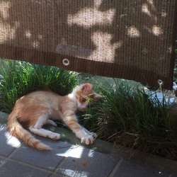 「保護猫「吉田さん」の観察日記.6」サムネイル1