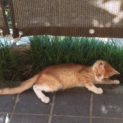 「保護猫「吉田さん」の観察日記.6」サムネイル2