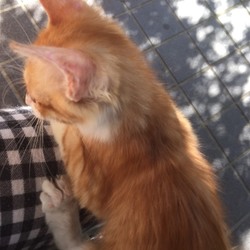 「保護猫「吉田さん」の観察日記.6」サムネイル3