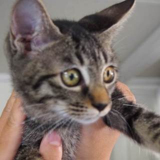 譲渡候補猫のご紹介