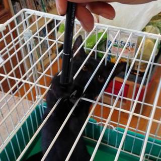 甘えん坊ハンサムな	クロ君