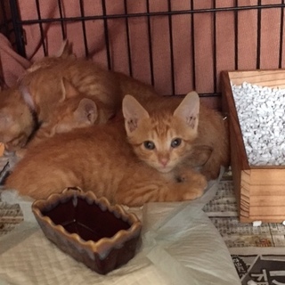 優しいママがみつかりました！