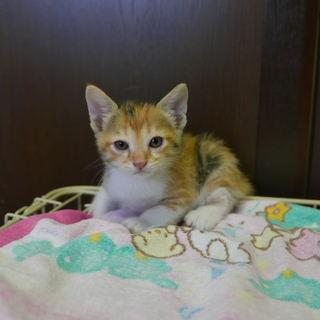 里親になってくださる方を探してます。