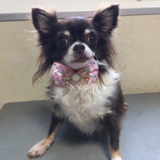 チワワの女の子里親募集します。