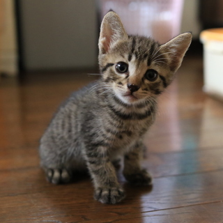 里親になってくださる方を探してます。