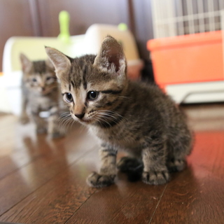 里親になってくださる方を探してます。