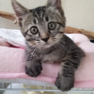 生後3か月半位キジトラ人なつこい甘えんぼの女の子