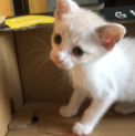 <御礼>里親さまが決まりました。生後1ヶ月半の仔猫