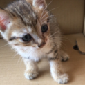<御礼>里親さまが決まりました。生後1ヶ月半の仔猫
