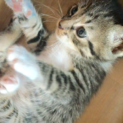 <御礼>里親さまが決まりました。生後1ヶ月半の仔猫