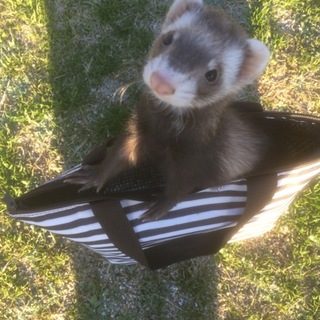 フェレッの里親になって頂ける方を探しています