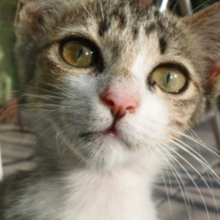 白きじの仔猫ちゃん☆☆