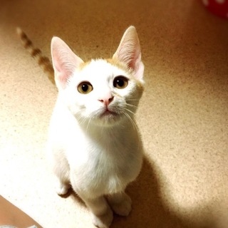 仲良し兄弟☆オレンジ&クローバー