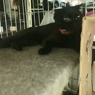 珍しい！黒スコMIX