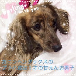 非営利動物保護団体ととのん『ととのんハウス』