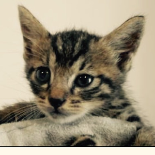 掲載を終了致します。有難うございました。